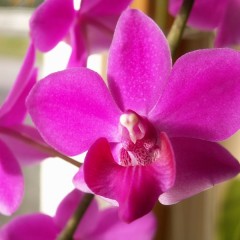 Die Orchideen-Galerie ist eröffnet!