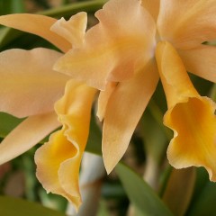 Orchideeninfos: Fachbegriffe