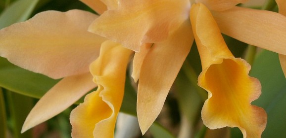 Orchideeninfos: Fachbegriffe