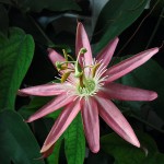 Passiflora x kewensis