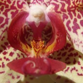 Phalaenopsis gefleckt
