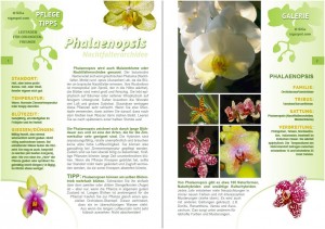 Phalaenopsis pdf