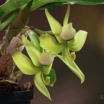 Galerie Orchideen