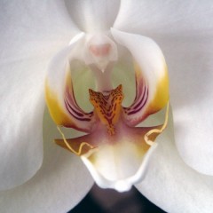 Die Teile einer Orchideenblüte