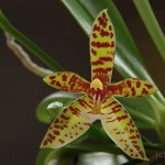 Phalaenopsis cornu-cervii