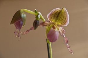 Paphiopedilum Hybride Blüte